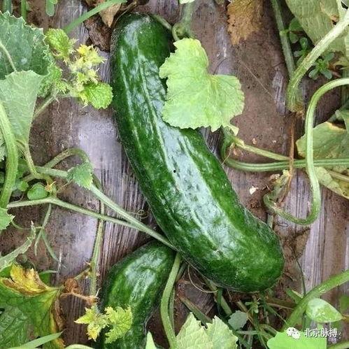 临沂网红吃梢瓜现场,临沂网红现场挑战梢瓜大胃王  第2张