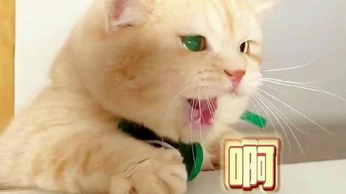 娱乐吃瓜君猫生气歌  第3张