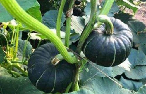 爱可可网红吃瓜图片大全,爱可可图片大全里的趣味时光